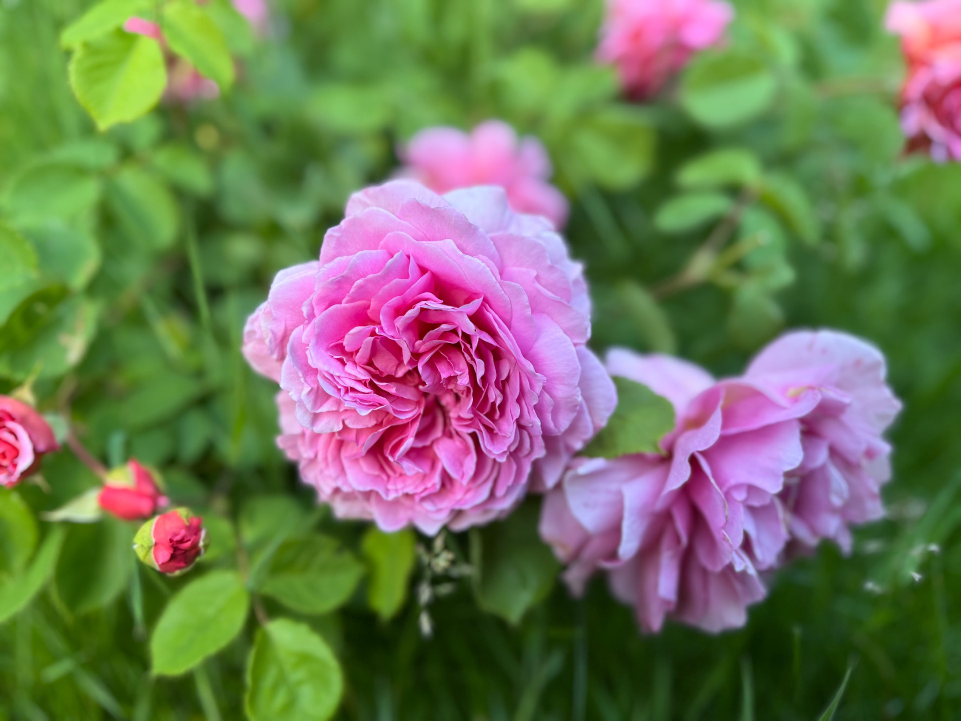 Pink roses in soft morning light